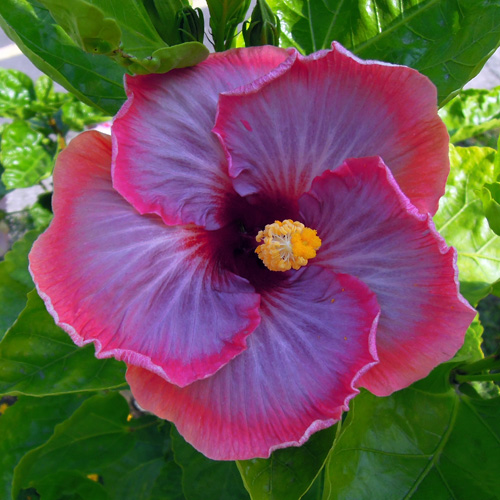 Taiwan Lilac Paradise Taiwan Hibiscus Linda Lee